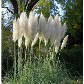   Cortaderia selloana WHITE - Ezüstös pampafű WHITE - 5db mag/csomag