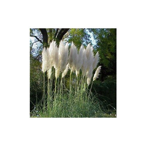 Cortaderia selloana WHITE - Ezüstös pampafű WHITE - 5db mag/csomag
