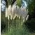Cortaderia selloana WHITE - Ezüstös pampafű WHITE - 5db mag/csomag