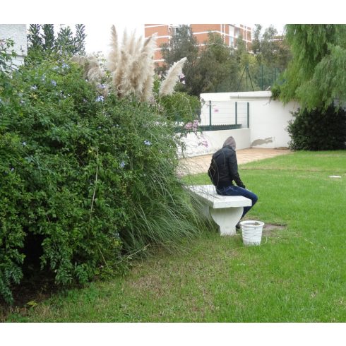 Cortaderia selloana WHITE - Ezüstös pampafű WHITE - 5db mag/csomag