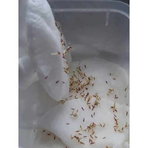 Cortaderia selloana WHITE - Ezüstös pampafű WHITE - 5db mag/csomag