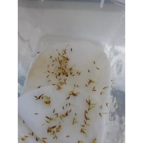 Cortaderia selloana WHITE - Ezüstös pampafű WHITE - 5db mag/csomag