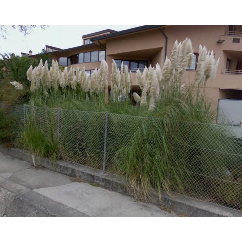Cortaderia selloana WHITE - Ezüstös pampafű WHITE - 5db mag/csomag