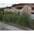 Cortaderia selloana WHITE - Ezüstös pampafű WHITE - 5db mag/csomag