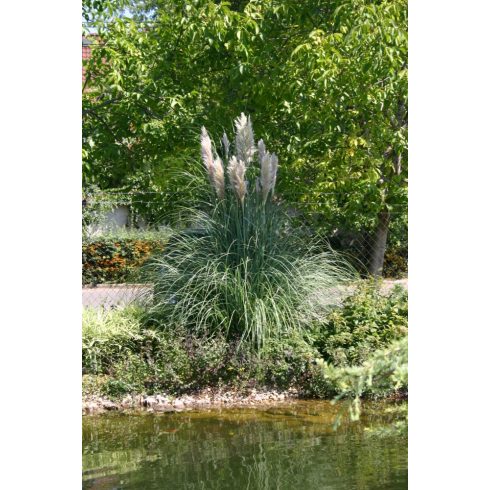 Cortaderia selloana WHITE - Ezüstös pampafű WHITE - 5db mag/csomag
