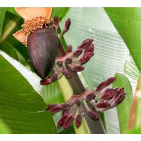   Musa itinerans 'Burmese Blue'  Blue Burmese Banana - 3pcs seeds/packet - goldenpalm.hu