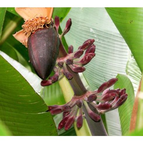 Musa itinerans 'Burmese Blue'  Blue Burmese Banana - 3pcs seeds/packet - goldenpalm.hu