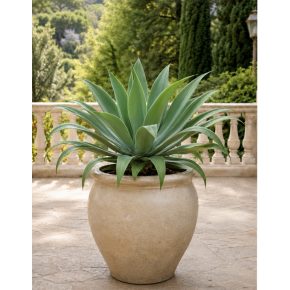 Agave desmettiana - 5db mag/csomag