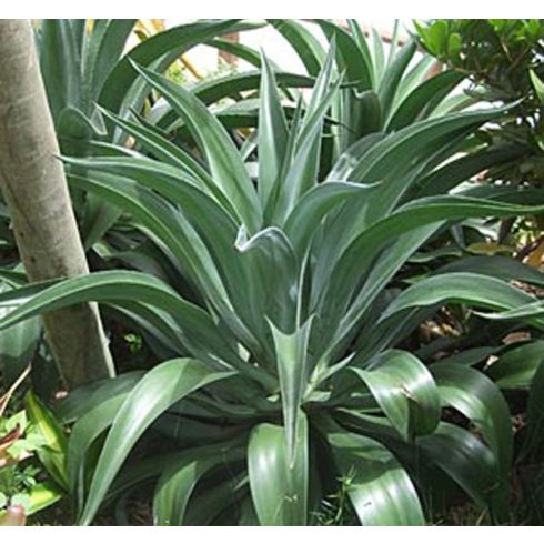 Agave desmettiana - 5db mag/csomag