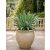 Agave desmettiana - 5db mag/csomag