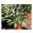 Agave desmettiana - 5db mag/csomag