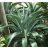 Agave desmettiana - 5db mag/csomag