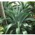 Agave desmettiana - 5db mag/csomag