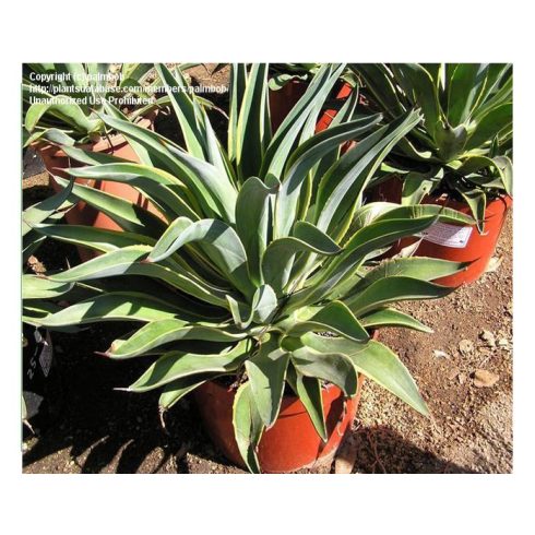 Agave desmettiana - 5db mag/csomag