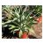 Agave desmettiana - 5db mag/csomag