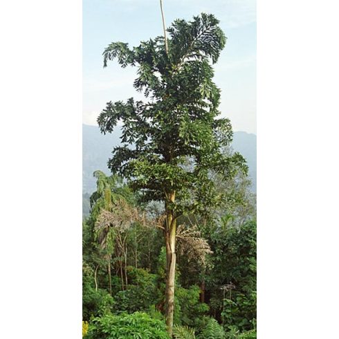Caryota maxima Himalaya - Hegyi halfarokpálma - 5db mag/csomag