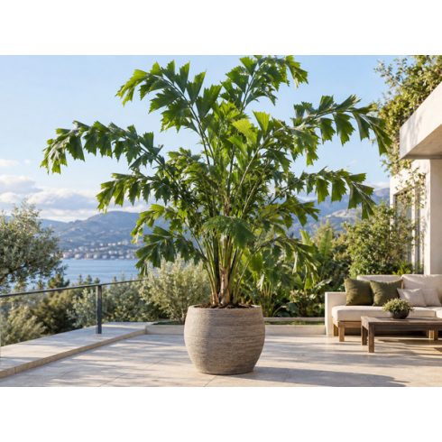 Caryota maxima Himalaya halfarkú pálma nagy cserépben napos teraszon