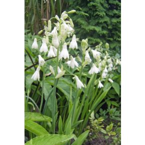 Ornithogalum candicans - Nyári jácint - 5db mag/csomag