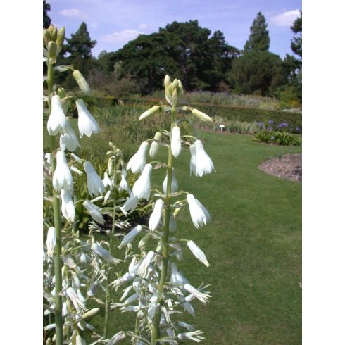 Ornithogalum candicans - Nyári jácint - 5db mag/csomag