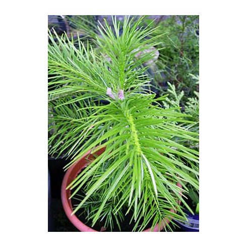 Abies pindrow - Himalájai jegenyefenyő - 5db mag/csomag