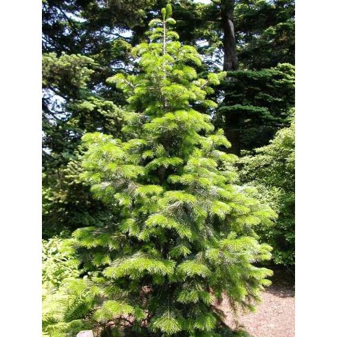 Abies pindrow - Himalájai jegenyefenyő - 5db mag/csomag