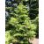 Abies pindrow - Himalájai jegenyefenyő - 5db mag/csomag
