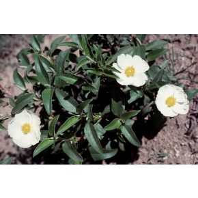   Cistus laurifolius – Babérlevelű szuhar - 10db mag/csomag
