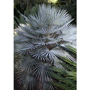  Chamaerops humilis var. cerifera - Blue Mediterranean Fan Palm - 5pcs seeds/packet - goldenpalm.hu