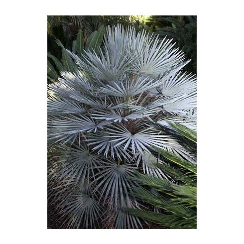 Chamaerops humilis - Törpe lószőrpálma - 5db mag/csomag