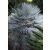 Chamaerops humilis var. cerifera - Blue Mediterranean Fan Palm - 5pcs seeds/packet - goldenpalm.hu