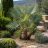 Chamaerops humilis ezüstös levelű pálma levendulákkal beültetett mediterrán kertben