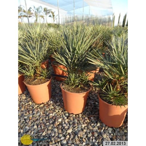 Chamaerops humilis var. cerifera - Blue Mediterranean Fan Palm - 5pcs seeds/packet - goldenpalm.hu