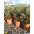 Chamaerops humilis var. cerifera - Blue Mediterranean Fan Palm - 5pcs seeds/packet - goldenpalm.hu