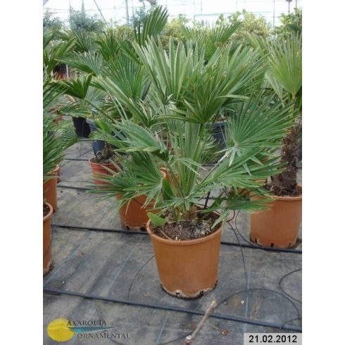 Chamaerops humilis - Törpe lószőrpálma - 5db mag/csomag