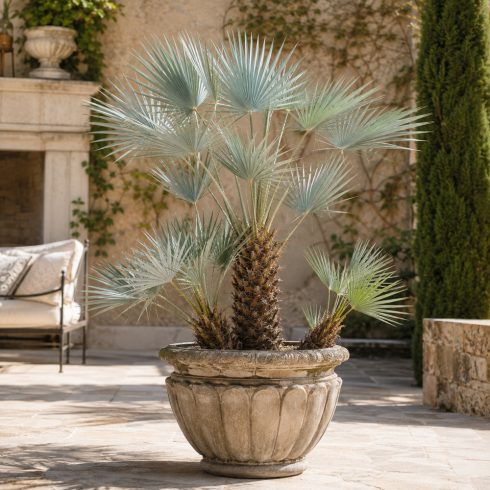 Chamaerops humilis törpe lószőrpálma díszes kőcserépben mediterrán teraszon