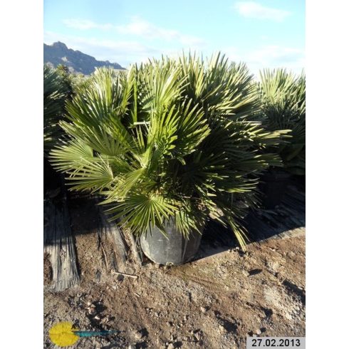 Chamaerops humilis var. cerifera - Blue Mediterranean Fan Palm - 5pcs seeds/packet - goldenpalm.hu