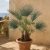 Chamaerops humilis törpe lószőrpálma napos mediterrán kertben tengerparti háttérrel