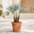 Chamaerops humilis ezüstös legyezőlevelekkel cserépben napos mediterrán teraszon
