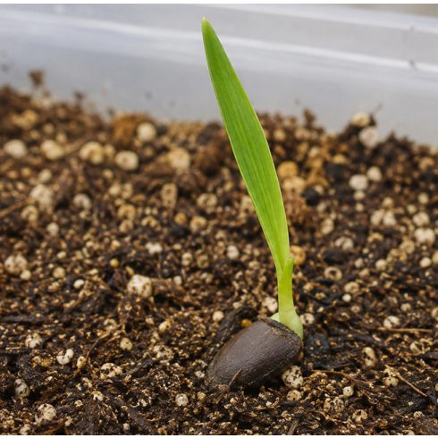 Chamaerops humilis törpe lószőrpálma palánta