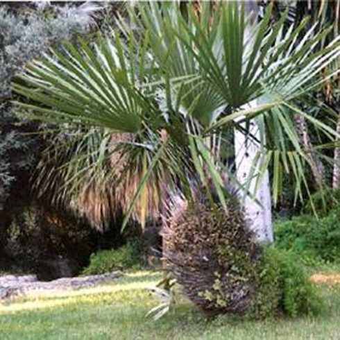 Rhapidophyllum hystrix - 3db mag/csomag