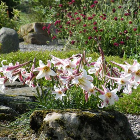 Lilium formosanum - 5db mag/csomag 