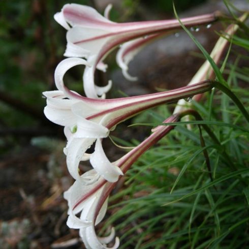 Lilium formosanum - 5db mag/csomag 