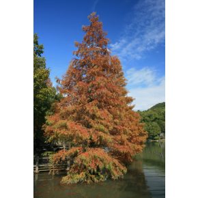   Metasequoia glyptostroboides - Dawn Redwood - Kínai mamutfenyő - 5db mag/csomag