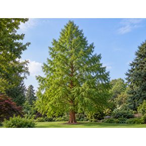 Kifejlett kínai mamutfenyő (Metasequoia glyptostroboides) szabályos, kúpos koronával és üde zöld lombozattal egy gondozott kertben.