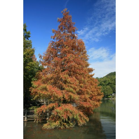Metasequoia glyptostroboides - Dawn Redwood - Kínai mamutfenyő - 5db mag/csomag