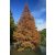 Metasequoia glyptostroboides - Dawn Redwood - Kínai mamutfenyő - 5db mag/csomag