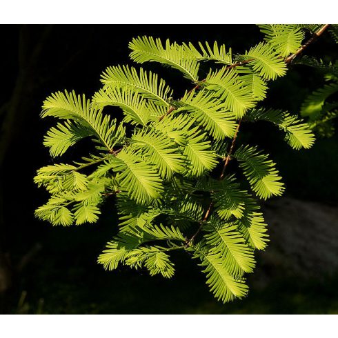 Metasequoia glyptostroboides - Dawn Redwood - Kínai mamutfenyő - 5db mag/csomag
