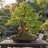 Kínai mamutfenyő bonsai sekély kerámiatálban, jellegzetes vörösesbarna törzzsel és finom, tollszerű zöld lombozattal.