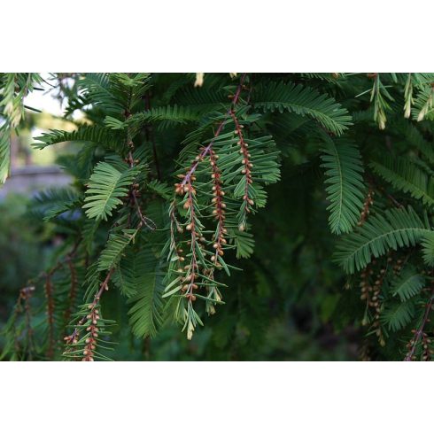 Metasequoia glyptostroboides - Dawn Redwood - Kínai mamutfenyő - 5db mag/csomag