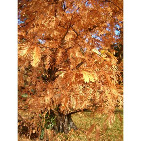 Metasequoia glyptostroboides - Dawn Redwood - Kínai mamutfenyő - 5db mag/csomag